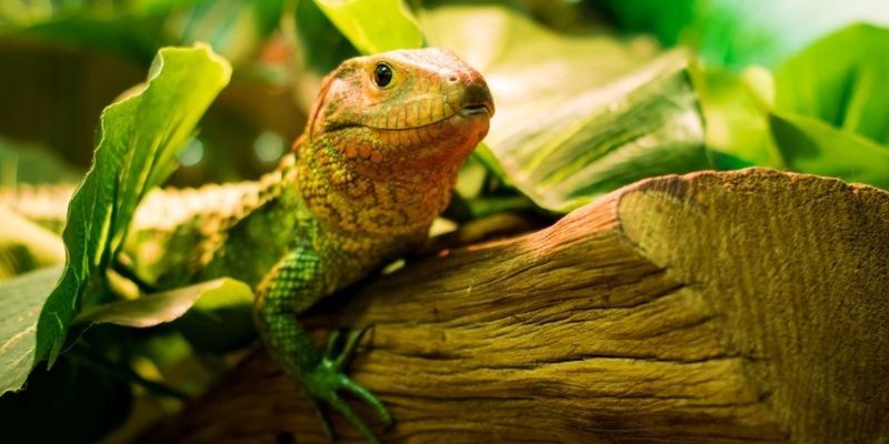 Why Reptiles Are So Important | Online Course | learndirect